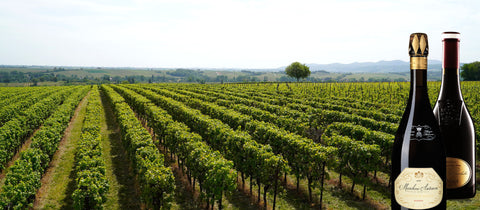 Weinberg-Traube-vineyards-enologico-produzione-vini-RotWeinshop-lidiWine-01