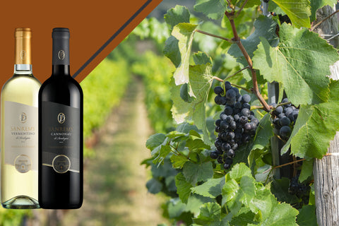 Weinberg-Traube-vineyards-wines-enologico-produzione-vini-RotWeinshop-lidiWine-01-sardegna