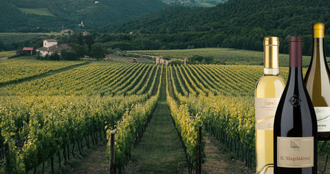 Weinstock-Weinberg-grapevines-Wein-vino-Viticoltura-dalla-regione-vineyard-Lidiwine-shop-01-Trentino