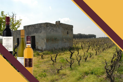 Weinbau Weinranke Apulischer Weinberg -  Viticoltura vitigno viticcio Vigneto pugliese
