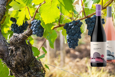 Wein-Traube-Weinstock-Ranken-vino-uva-Vinicole-enostore-vineyard-LidivineSHOP-Campania-01