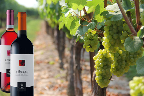 Wein-Traube-Weinstock-Ranken-vino-uva-Vinicole-enostore-vineyard-LidivineSHOP-calabria-01