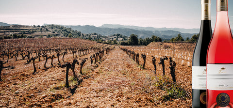 Weinbau-Weinranke-Traube-Weinberg-vineyard-Lidiwein-01-Sicilia