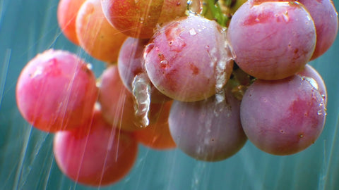grape-uva-vitigni-wein-wine-vite-lidiwine-01