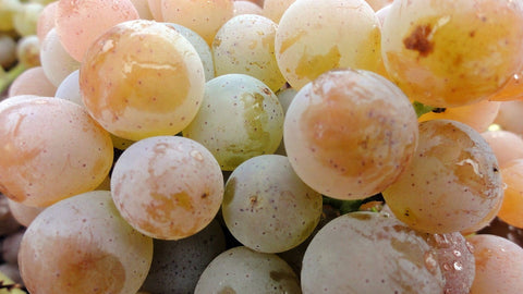grapes-uva-vitigni-enoteca-wein-wine-vite-lidiwine-02